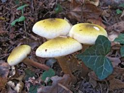 Armillaria mellea