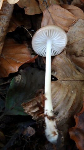 Hymenopellis radicata