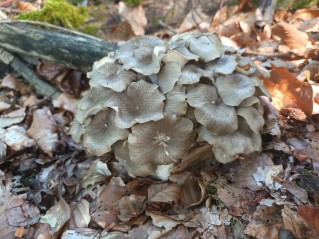 Polyporus umbellatus