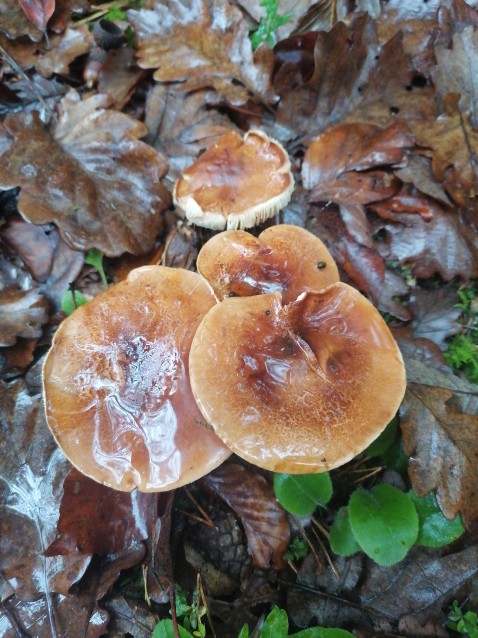 Tricholoma pessundatum