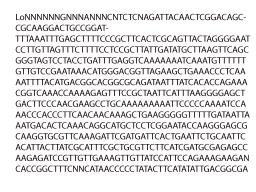 Cuphophyllus pratensis