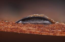 Therrya pini var. pini