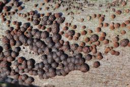 Hypoxylon fragiforme