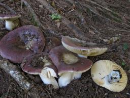 Russula integra