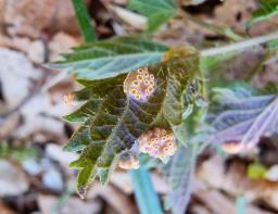 Puccinia urticata