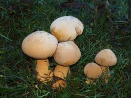 Phaeolepiota aurea