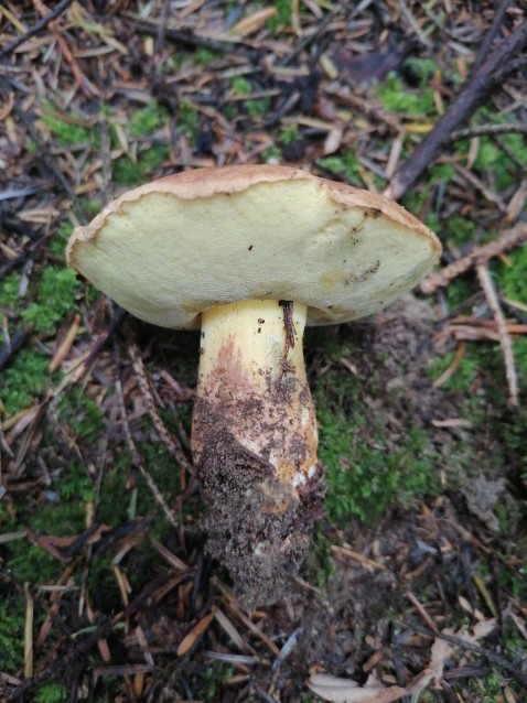 Butyriboletus appendiculatus