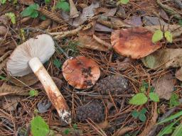 Tricholoma fracticum