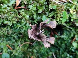 Thelephora caryophyllea