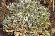 Cladonia foliacea