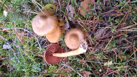 Cortinarius semisanguineus