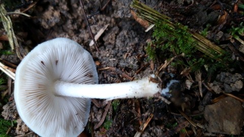 Pluteus pellitus