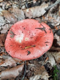 Russula emetica