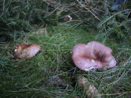 Russula amethystina