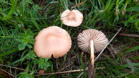 Marasmius oreades