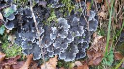 Peltigera canina