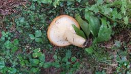 Lactarius zonarioides