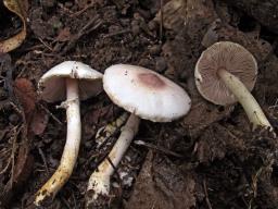 Agaricus semotus