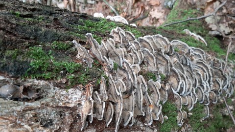 Bjerkandera adusta