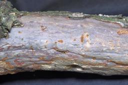 Vuilleminia comedens