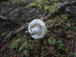 Russula delica