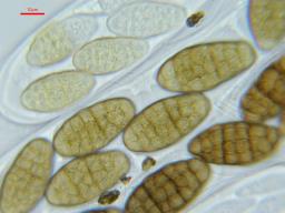 Hysterographium fraxini