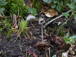 Mycena purpureofusca