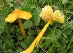 Hygrocybe acutoconica