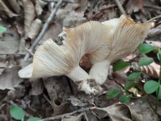 Lactarius illyricus