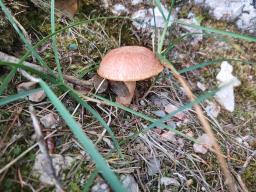 Suillus tridentinus