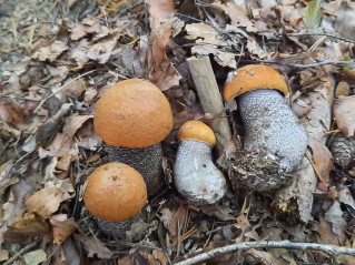 Leccinum versipelle