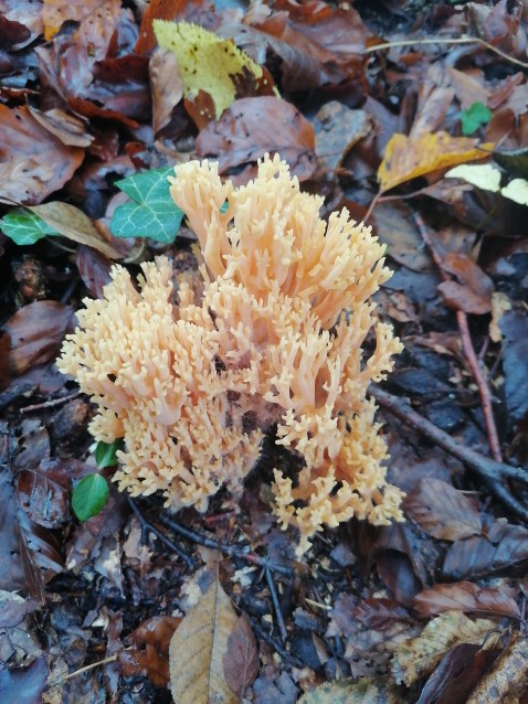 Ramaria formosa