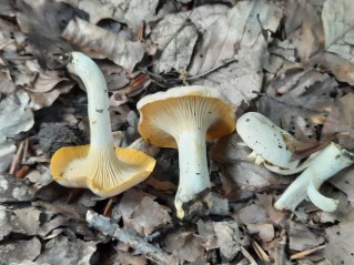 Cantharellus pallens