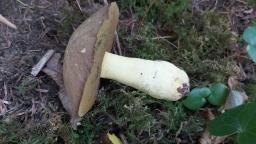 Butyriboletus roseogriseus