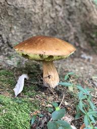 Boletus edulis