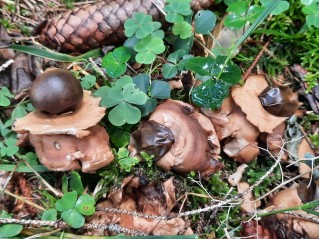 Geastrum triplex