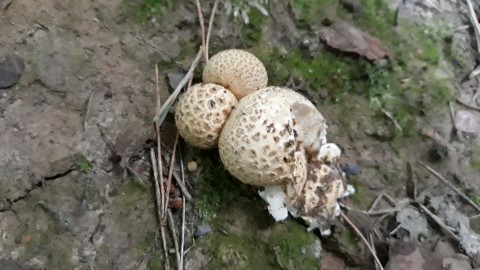 Scleroderma citrinum