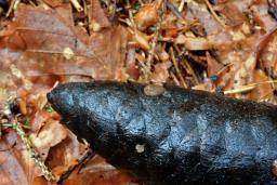 Adelphella babingtonii