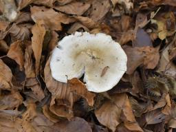 Tricholoma umbonatum