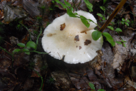 Hygrophorus eburneus