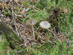 Lichenomphalia umbellifera
