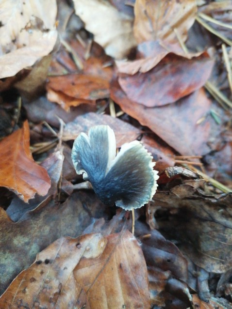 Entocybe nitida