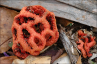 Clathrus ruber