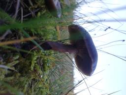 Pseudoclitocybe cyathiformis