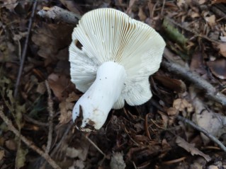 Russula ochroleuca