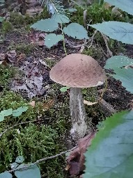 Leccinellum pseudoscabrum