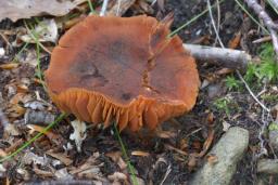 Cortinarius orellanus