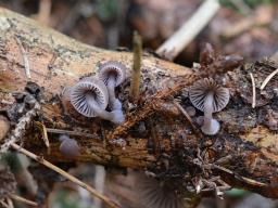 Mycena rubromarginata