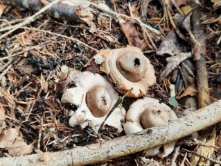 Geastrum fimbriatum