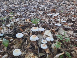 Rhodocollybia maculata